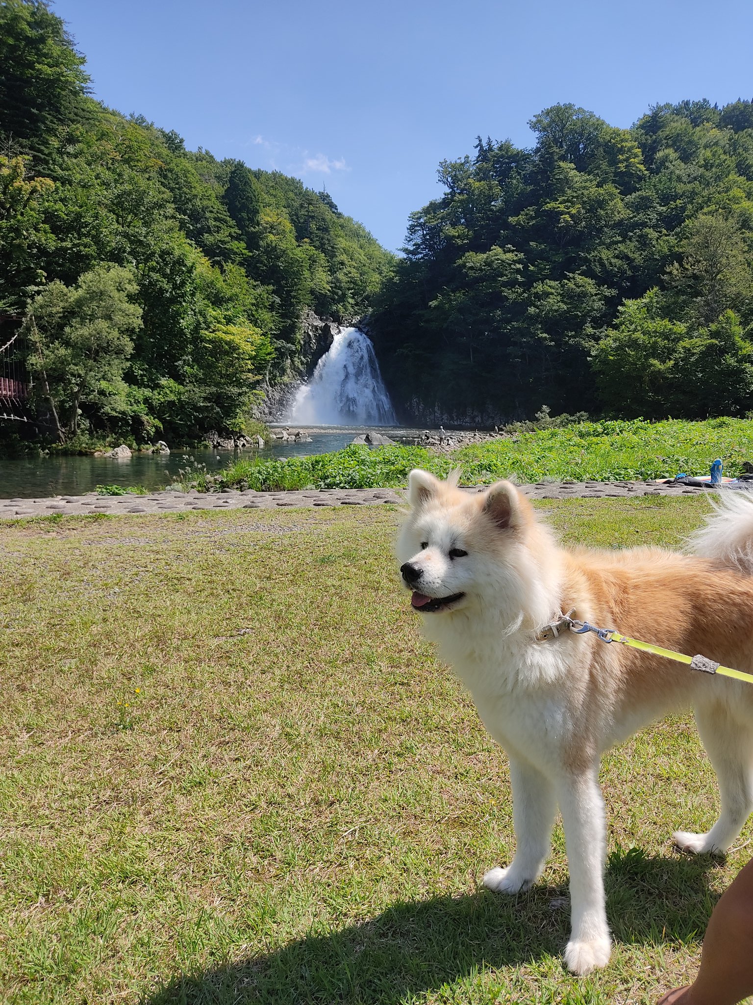 長毛秋田犬ムック Kononamae Twitter