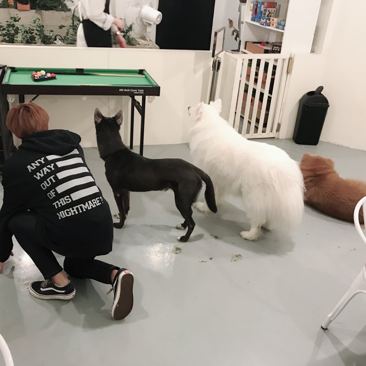 renjun with dogs 🤍