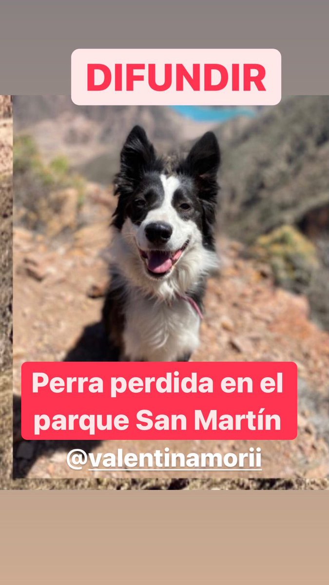 Tiene collar rosado. Difundir porfavor