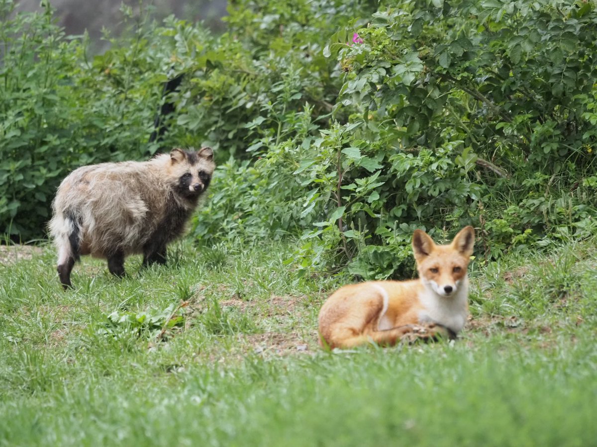たぬきねこ キツネと同じイヌ科なのに何故こうも違うのか 笑 可愛すぎる