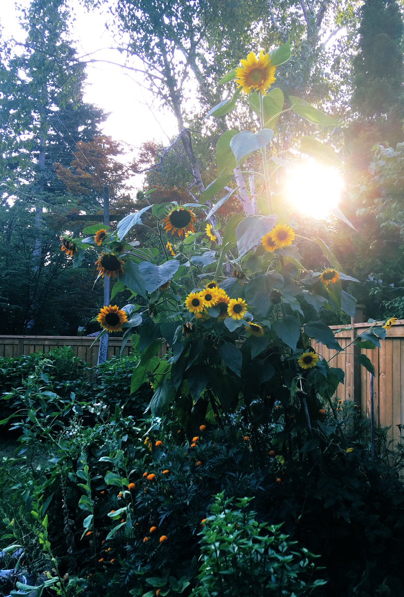 panvolta's tweet image. My tallest Sunflower has finally bloomed! Towering proudly in the glorious Sunday sun!🌻🌞