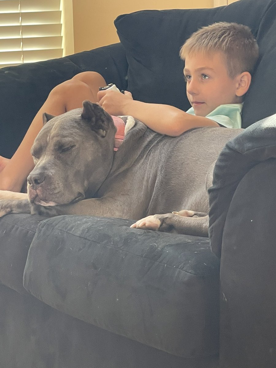 AlieaMarie06's tweet photo. @Loeybug Best dogs in the world https://t.co/TARzZTXK5c