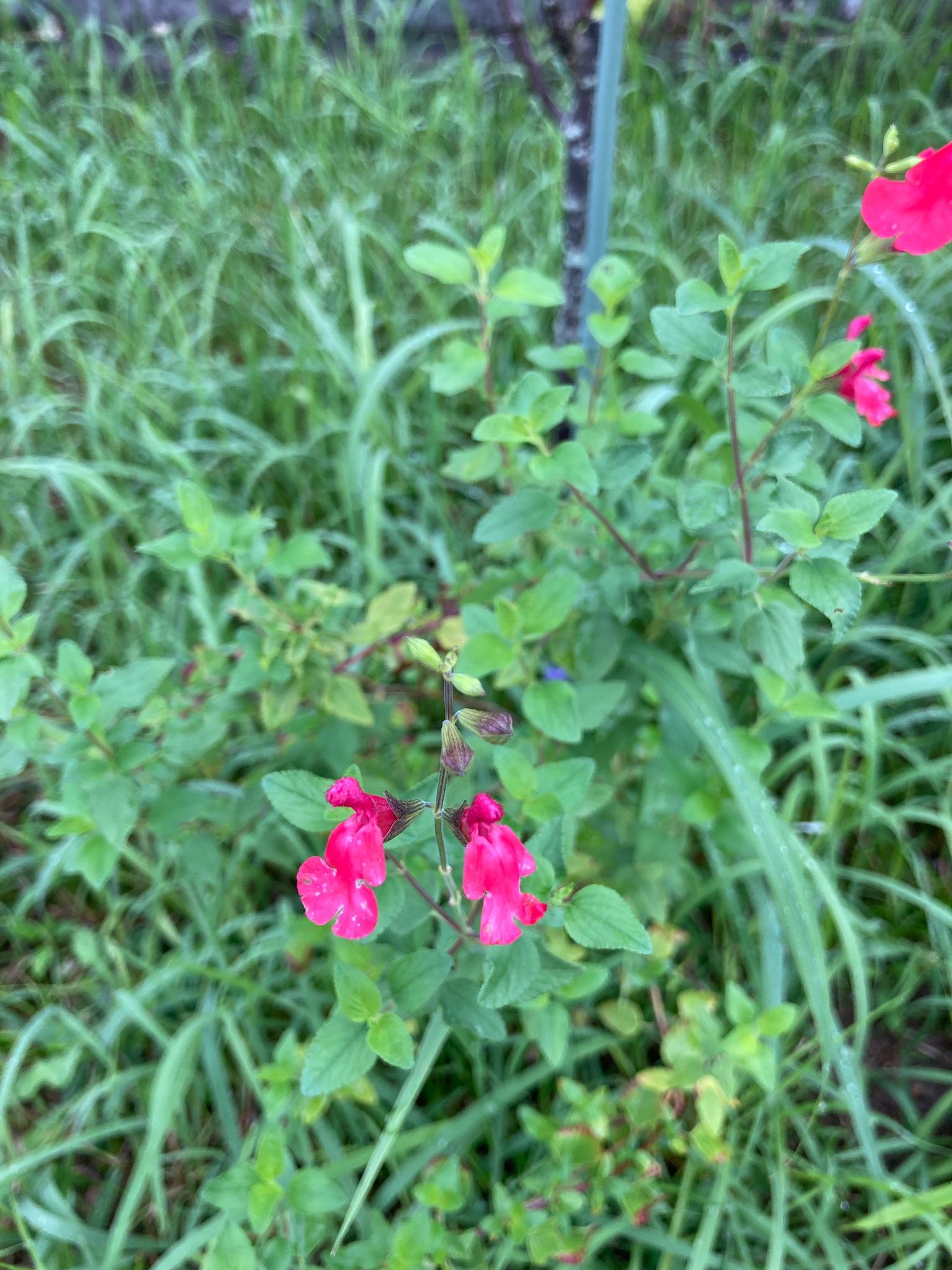 燃ゆる思い Twitter Search Twitter