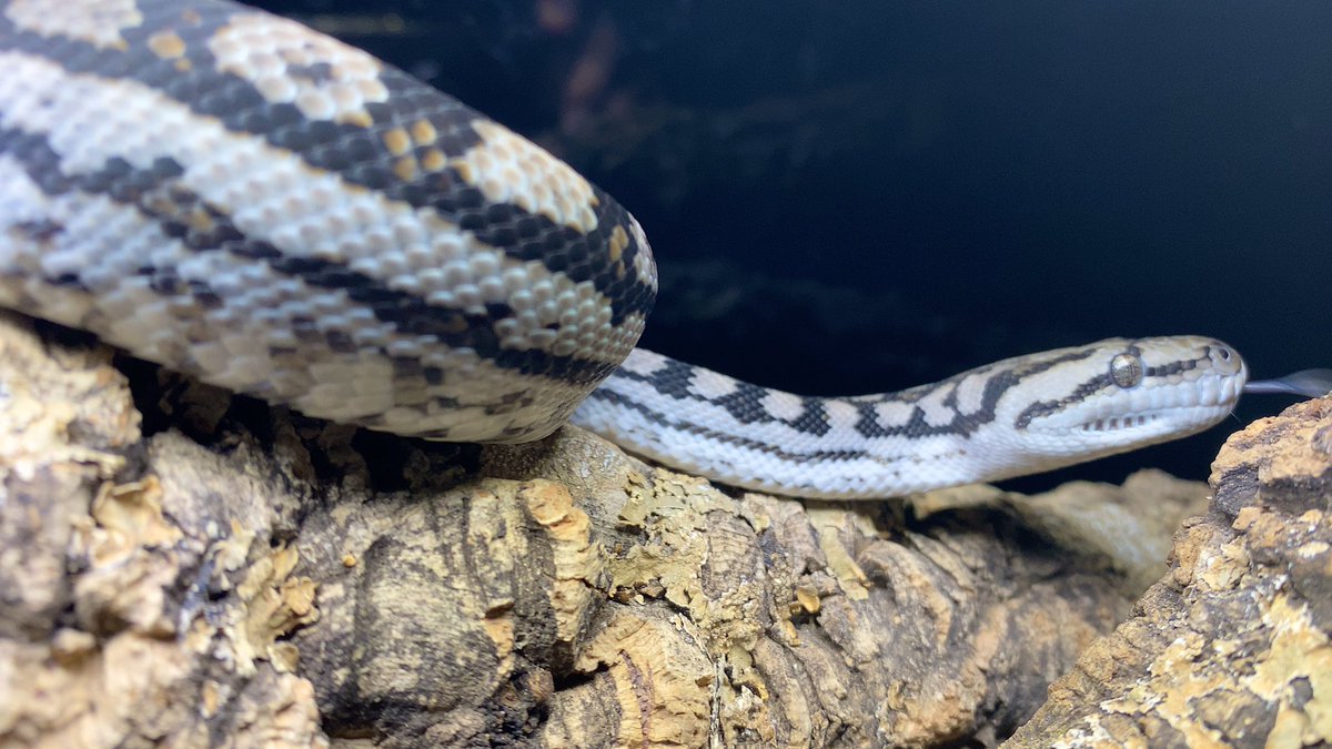 habaero946's tweet image. インランドカーペットパイソン
#インランドカーペットパイソン
#Inlandcarpetpython
#イリアンジャヤカーペットパイソン
#キミカブラックアルバーティス
#アンゴラパイソン
#AngolanPython
#Ballpython