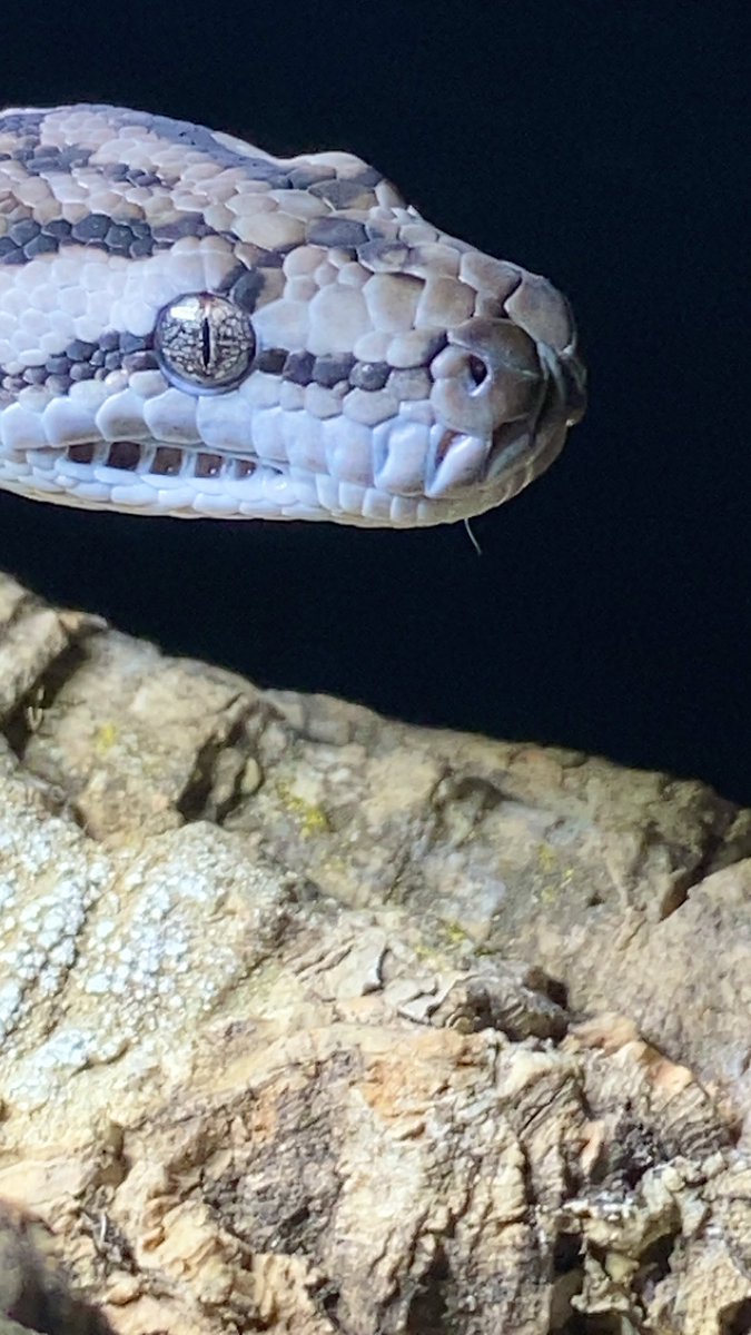 habaero946's tweet image. インランドカーペットパイソン
#インランドカーペットパイソン
#Inlandcarpetpython
#イリアンジャヤカーペットパイソン
#キミカブラックアルバーティス
#アンゴラパイソン
#AngolanPython
#Ballpython