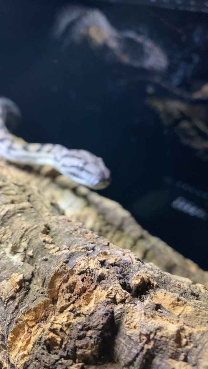 habaero946's tweet image. インランドカーペットパイソン
#インランドカーペットパイソン
#Inlandcarpetpython
#イリアンジャヤカーペットパイソン
#キミカブラックアルバーティス
#アンゴラパイソン
#AngolanPython
#Ballpython