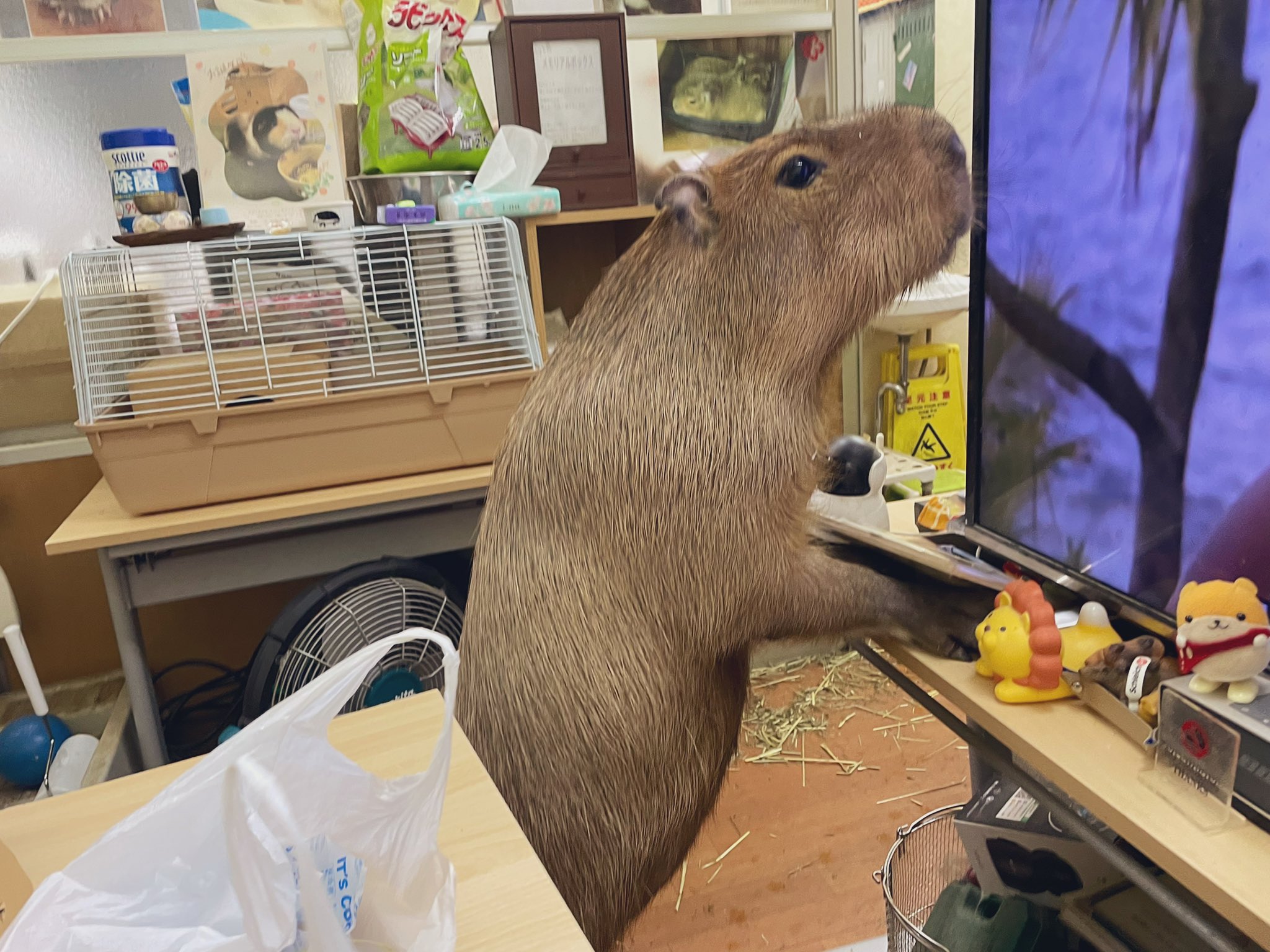 おもしろ動物 Twitter Search Twitter