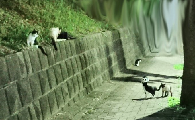 猫に頼めば伝わる 都市伝説は本当だった 脱走した家猫が帰ってきたミラクルに ネット民から体験談も殺到 拡散希望 おもしろネタ