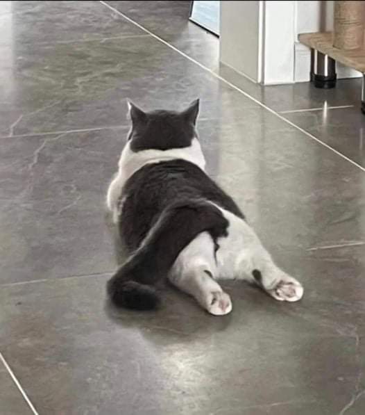 ✨ Gatitos que curan tu depresión ✨ tweet media