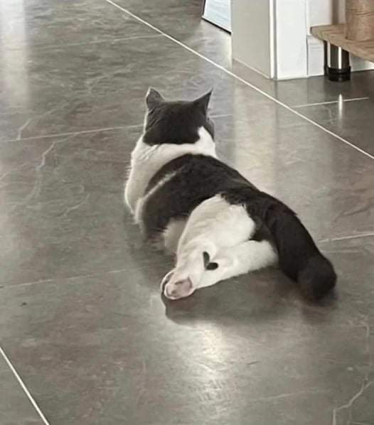 ✨ Gatitos que curan tu depresión ✨ tweet media