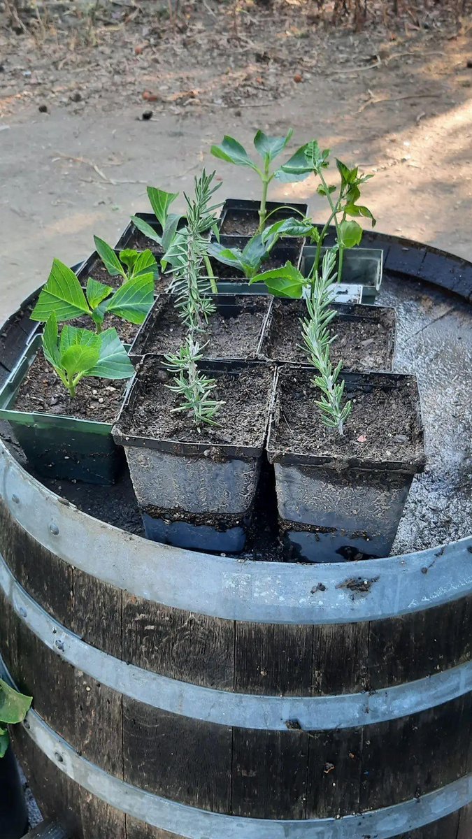 rancho_rickman's tweet photo. Rooting a few cuttings here at Rancho Rickman today #hydrangea #Rosemary #passionfruit https://t.co/mkzzKZjWog