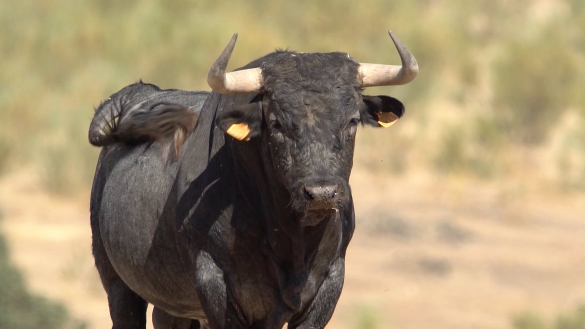 Nos vamos a La Zarzuela, la finca donde pastan los toros de <a href="/SanMartinToros/">Ganadería San Martín</a> junto a los toros de <a href="/TorosCarmen/">Ganaderia Carmen Valiente</a> 
El sueño santacolomeño de Chafik, sigue en Extremadura, de manos de la familia Hornos. 

🔴 en directo bit.ly/DirectoTierraD… <a href="/cextremadura/">Canal Extremadura</a>