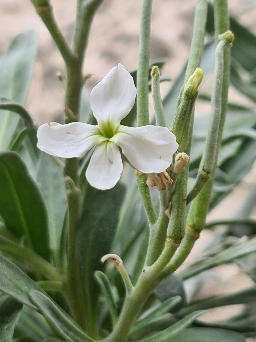 Hoary Stock #wildflowerhour