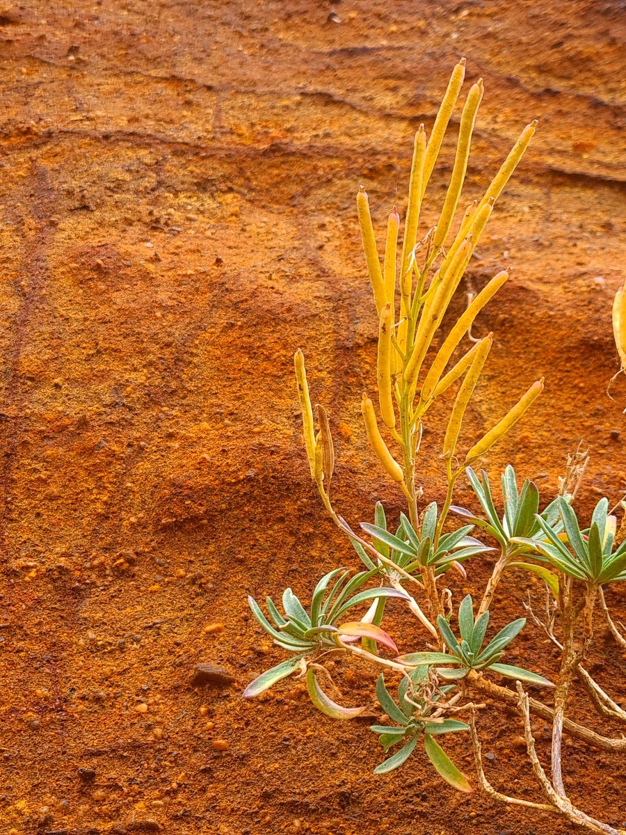 Hoary Stock #wildflowerhour