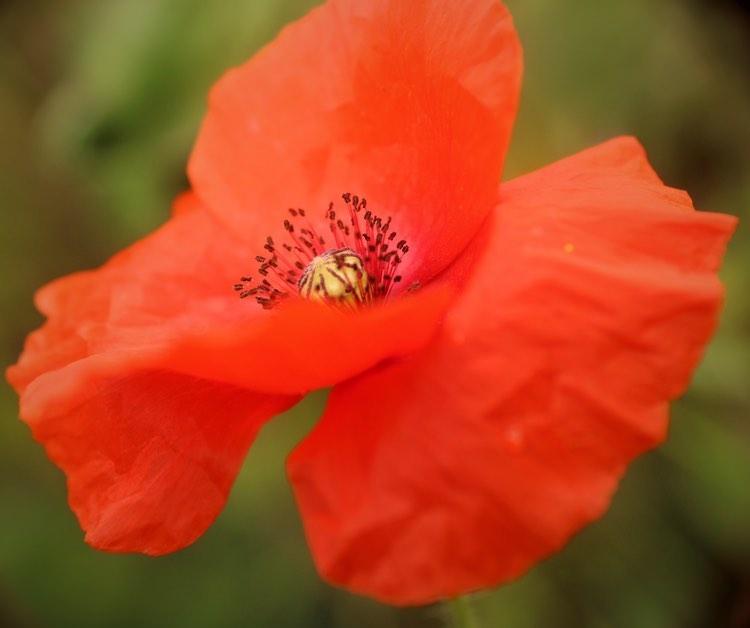 _garden_geek_'s tweet photo. #wildflowers #poppy  #flowerphotography #wildflowerhour https://t.co/6eJ8BGNWjs