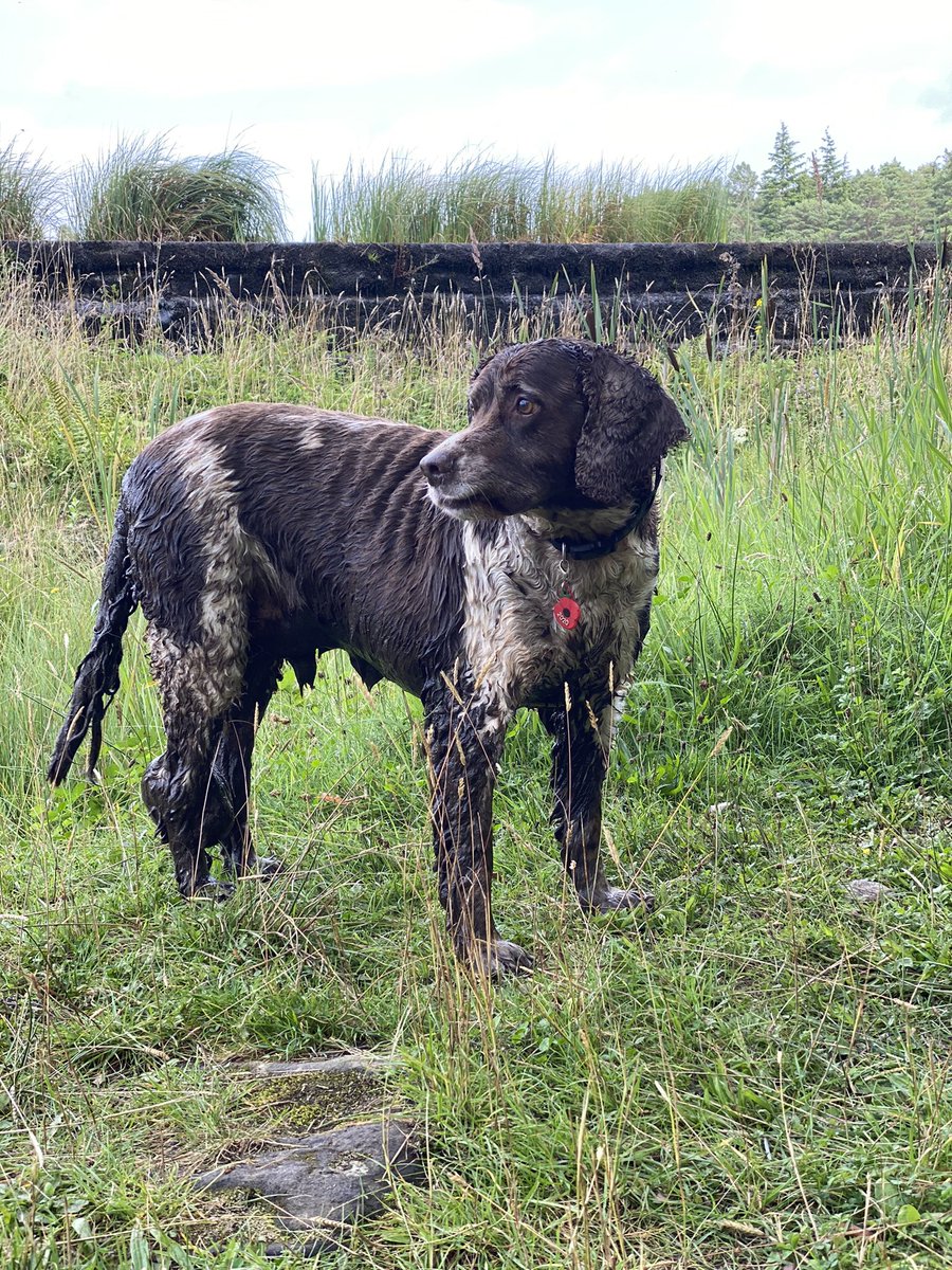 SpanielsSuper's tweet photo. @Albertspanner @SpanielAidUK They are nice socks! Nice strategic socks! Why strategic? Because when your socks are that colour… you have to do a lot of swimming to get your socks clean 😂😂 #StrategicSocks #Planning #CleverSpaniel #WellThoughtOut https://t.co/PPezvOEzuv