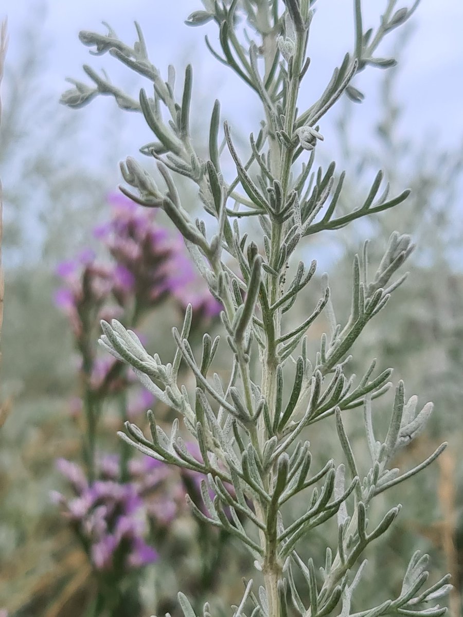Sea Wormwood #wildflowerhour