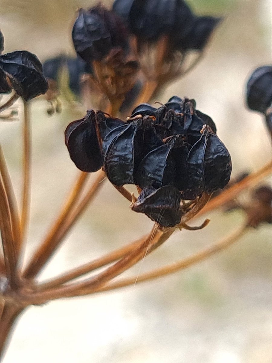 Alexanders #wildflowerhour