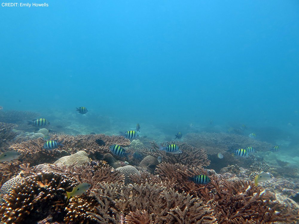 ScienceMagazine's tweet photo. Interbreeding temperate reef-building corals with heat-tolerant species may help them endure rising temperatures, according to a new study in @ScienceAdvances. https://t.co/ZfRkzxaba2 https://t.co/IXGDZdRbS2