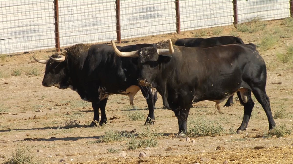 Volvemos con los toros de <a href="/SanMartinToros/">Ganadería San Martín</a>
Un toro al que hay que conocer en la plaza. Emoción y pasión en la lidia. 

🔴 en directo bit.ly/DirectoTierraD… <a href="/cextremadura/">Canal Extremadura</a>