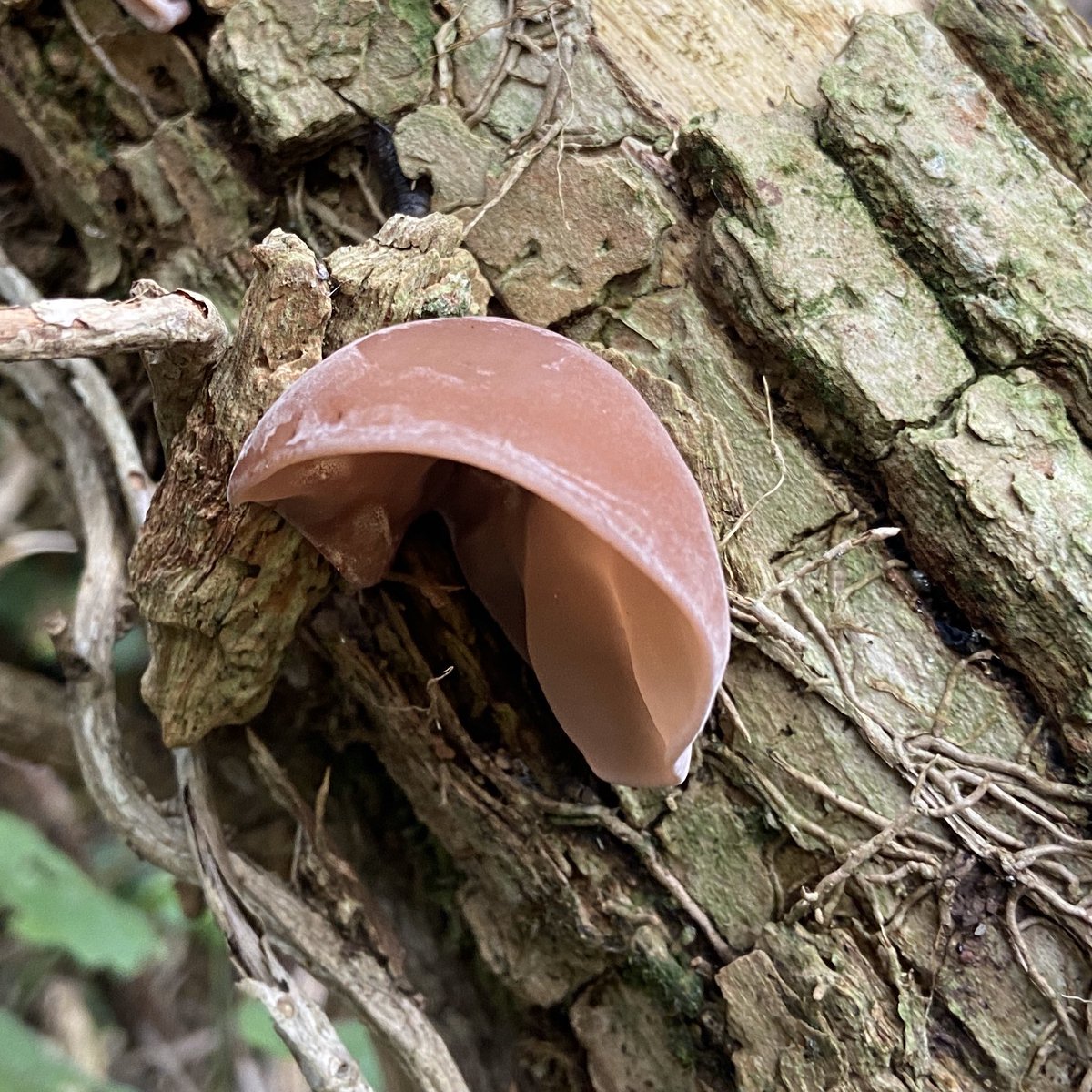 Auricularia-auricula judae - Wood Ear #fungi #mushrooms #auriculariaauriculajudae