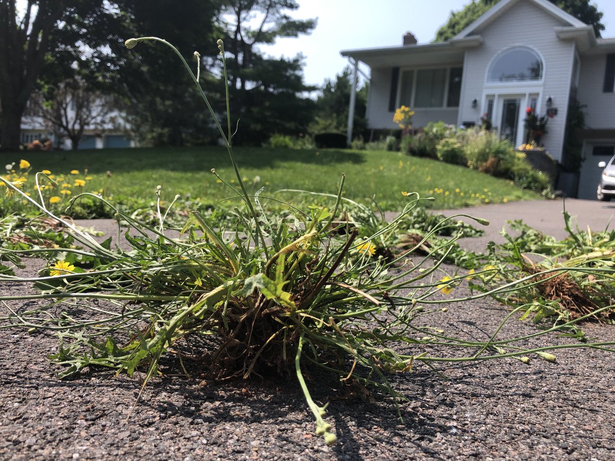 When I was a boy, dads pulled weeds as an act of domestic pride and community duty. These days, it’s purely for sport. Bagged these bad boys at first light this morning, using a pump action Fiskars. Might get the big fellas stuffed and mounted. Or make a salad.