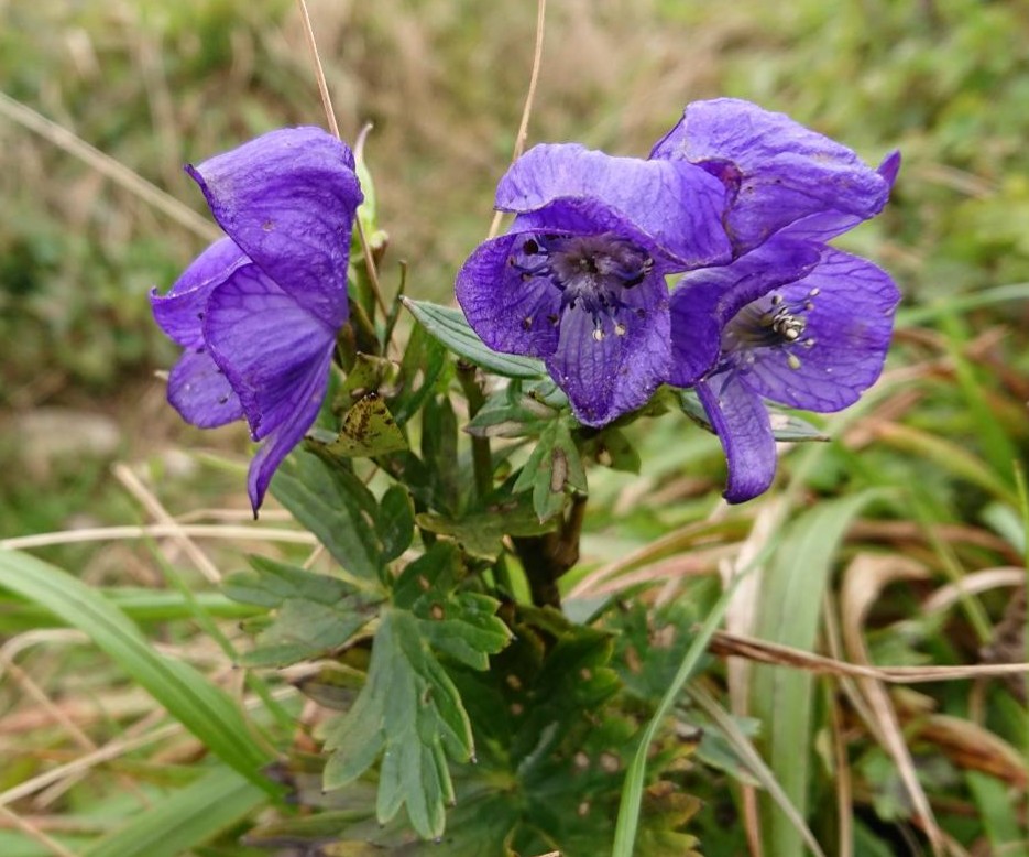 花言葉は栄光 Twitter Search Twitter