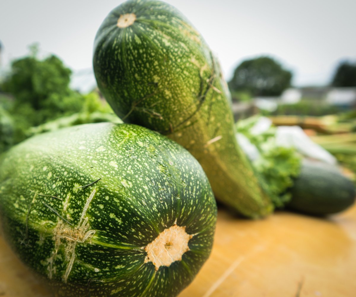 NelsonSave's tweet image. A few pics from our Open Day last Sunday #SaveNelsonCemeteryAllotments