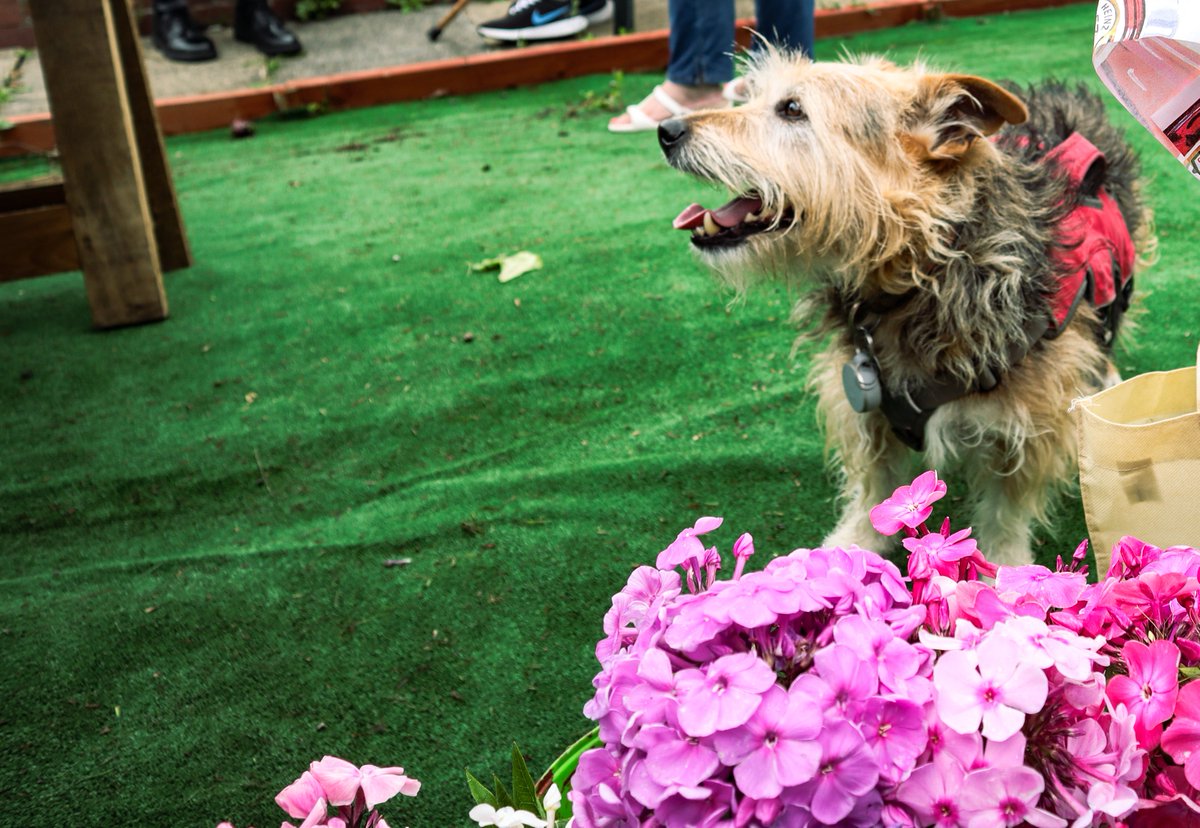 NelsonSave's tweet image. A few pics from our Open Day last Sunday Pt2 #SaveNelsonCemeteryAllotments