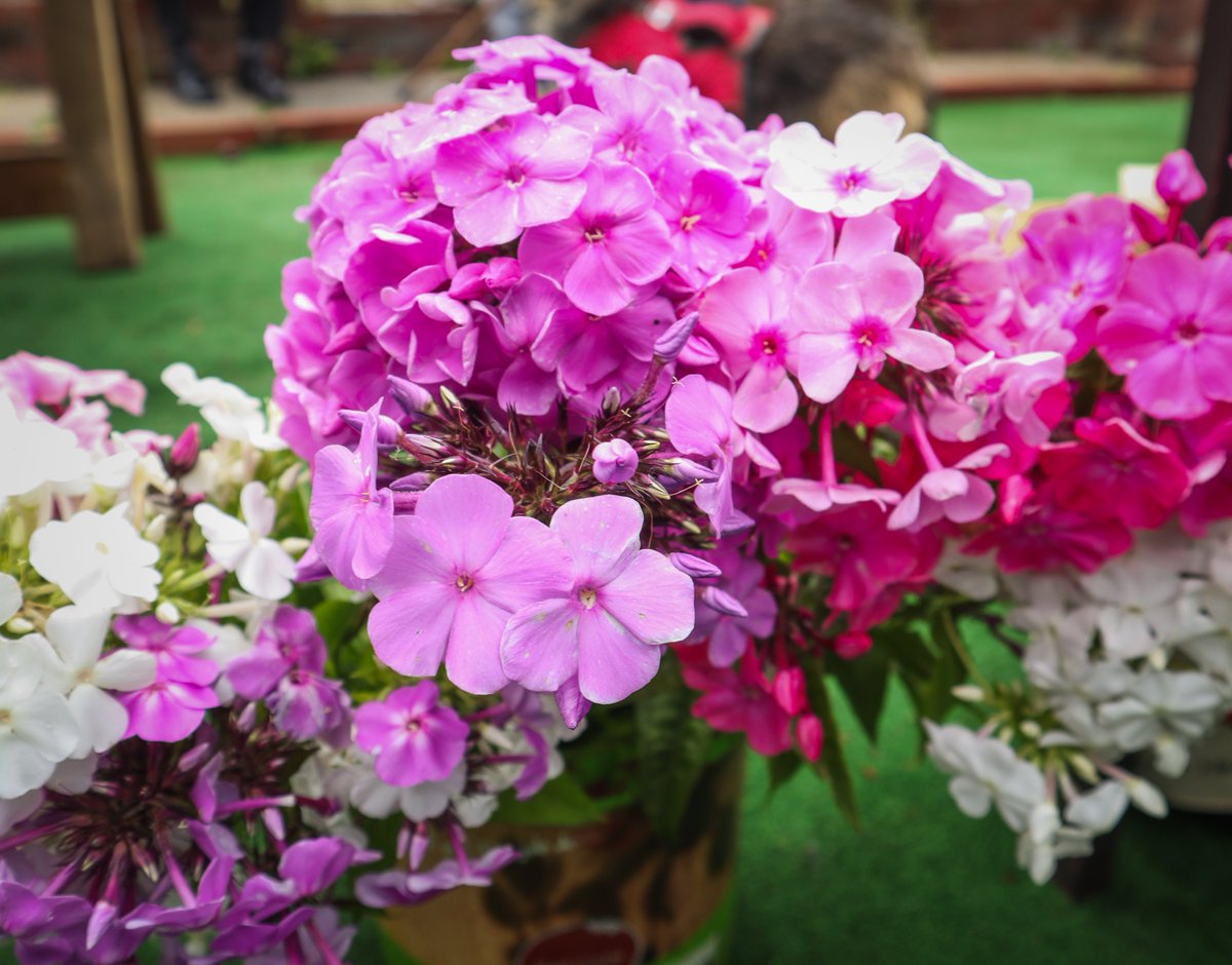 NelsonSave's tweet image. A few pics from our Open Day last Sunday Pt2 #SaveNelsonCemeteryAllotments