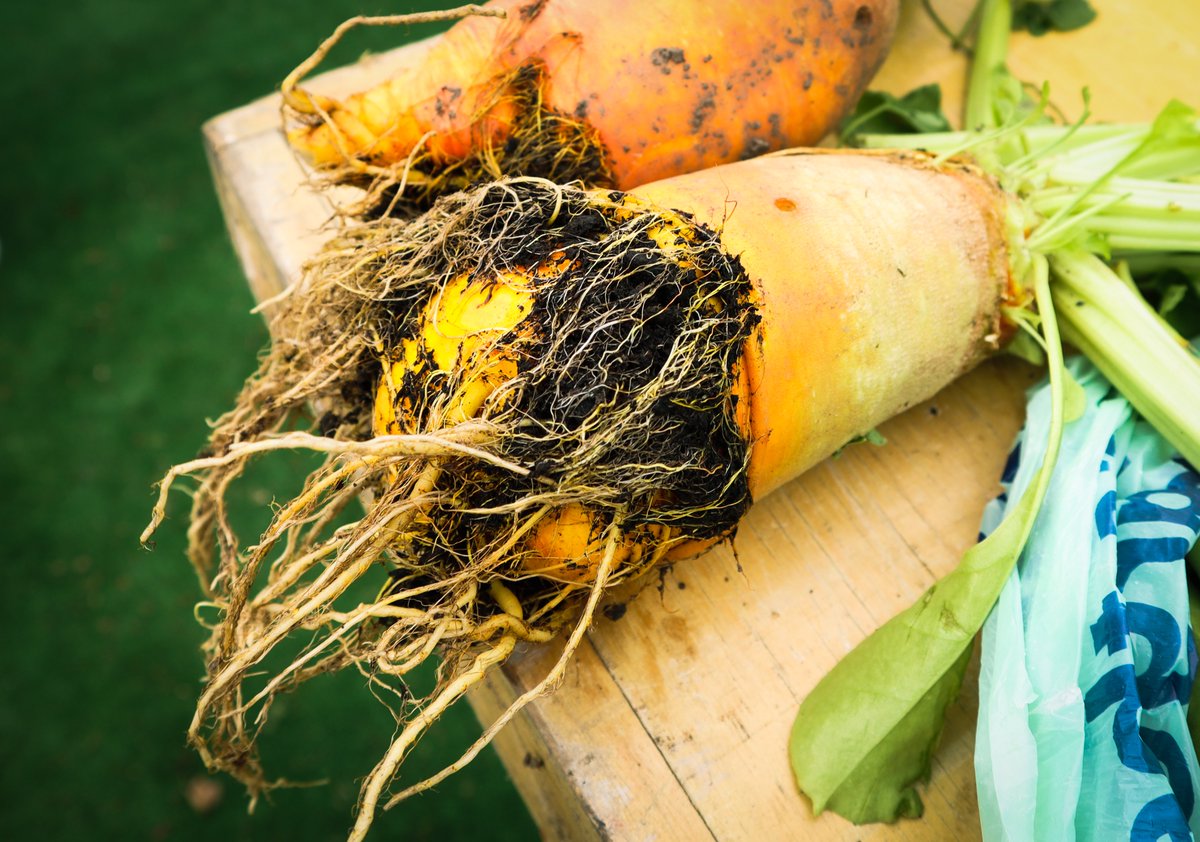 NelsonSave's tweet image. A few pics from our Open Day last Sunday Pt3 #SaveNelsonCemeteryAllotments