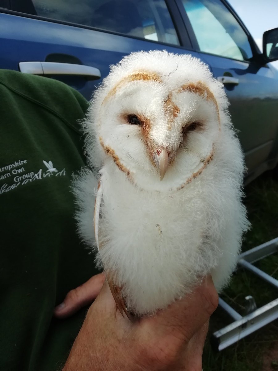 broadwayorchard's tweet photo. We had the fantastic opertunity to help ring some barn owl chicks in a new nest box this year. 3 healthy chick, 1 male and 2 female. We must be providing a good environment for them to thrive. #monitorfarm #environmentalfarming https://t.co/LnXtquT3JJ