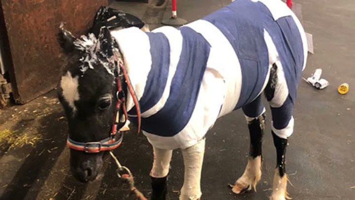 1Pepsy's tweet photo. HEARTBREAKING: BABY #Foal Fighting for its Life -After Being Set on Fire - In HORRIFIC Attack Near #Sevenoaks! 
 https://t.co/rEfS7xMFhc  #Kent  #UK https://t.co/QUCrZ5ejp6