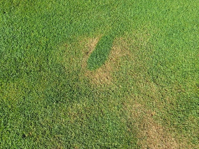 Club Captain Info tweet media