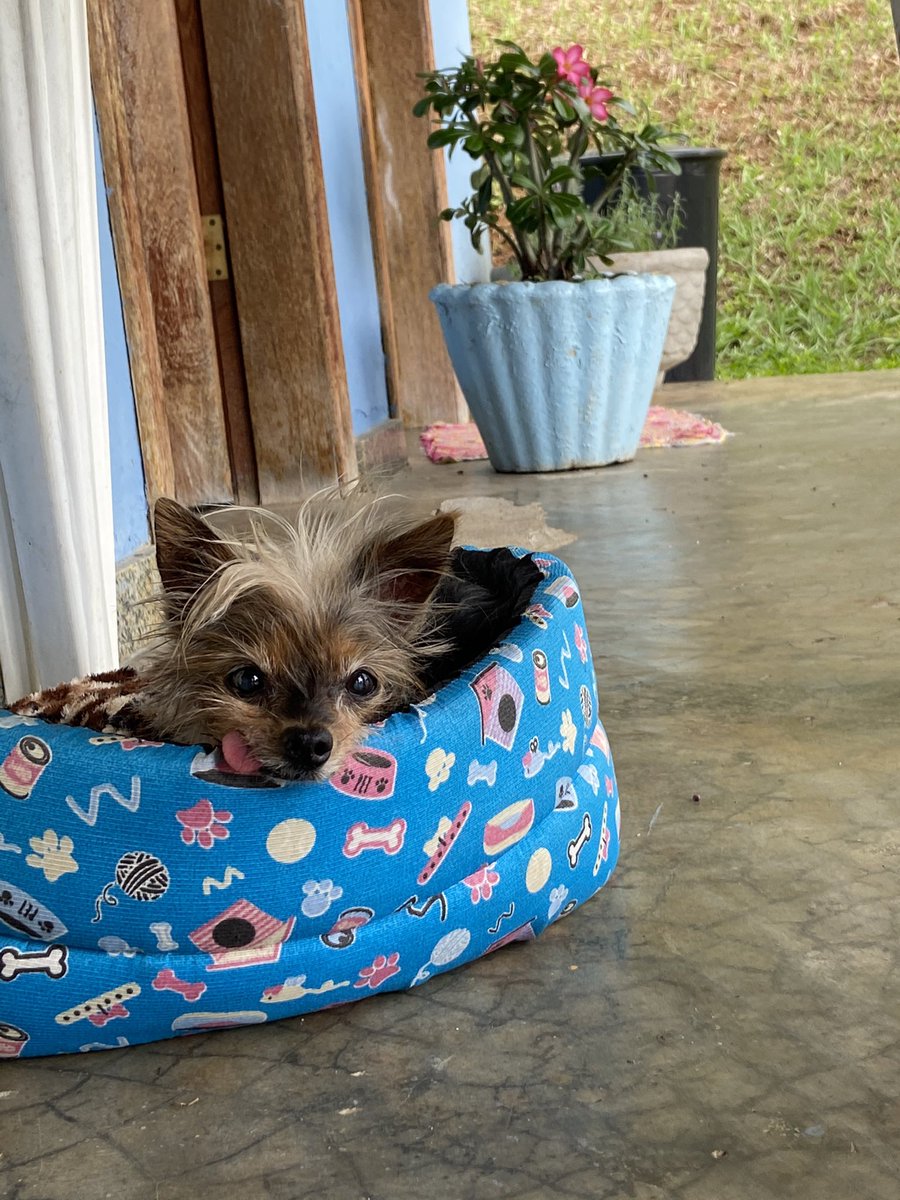 womanscode_'s tweet image. nossa mascotinha foi pro céu 👼🏻💛🥺