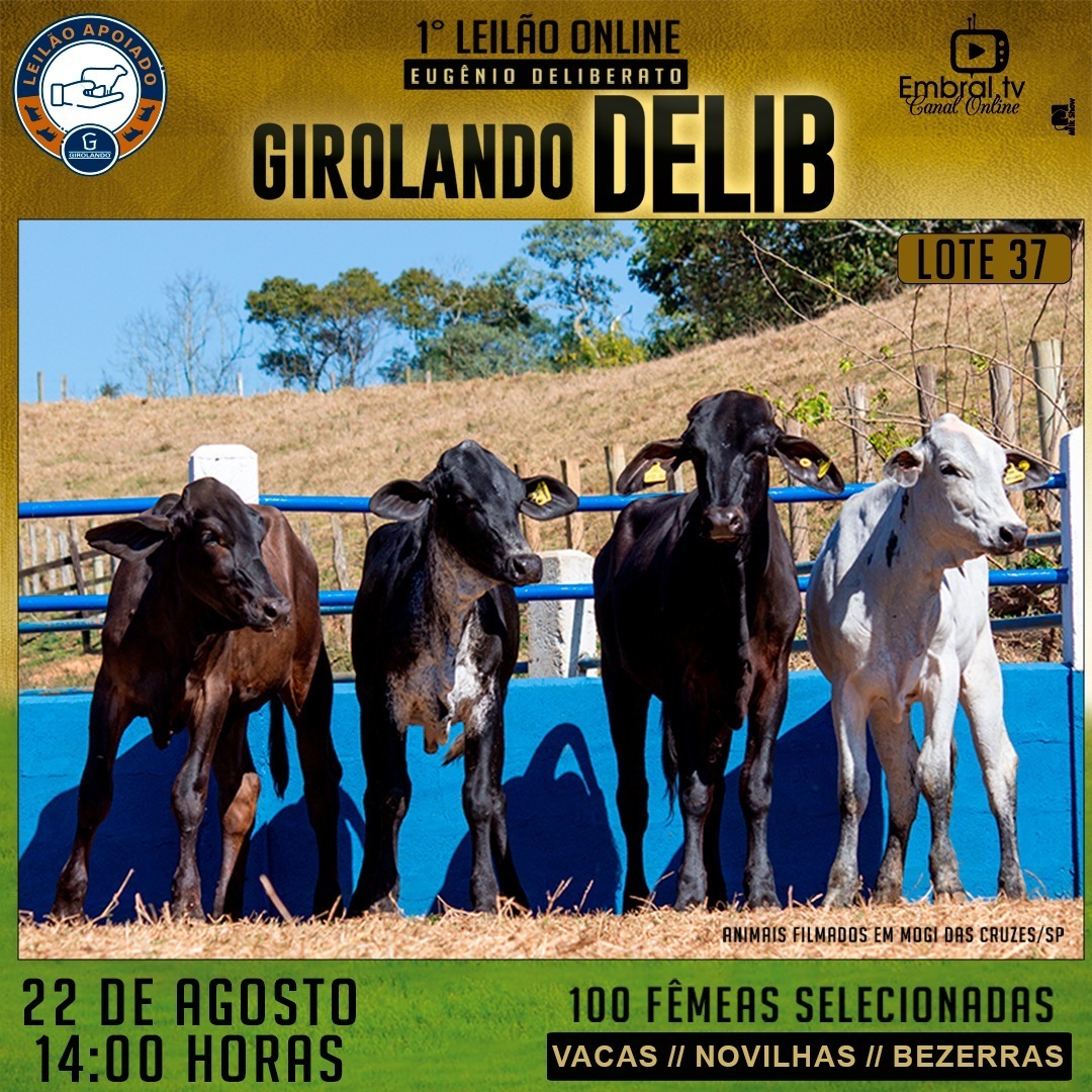 embralleiloes's tweet photo. 1º Leilão On Line Girolando Delib
22 de Agosto - 14 Horas
#embralleiloes #embral #embraltv #lideremgadodeleite #leilaoéaqui #girolando #girolandobrasil #vacadeleite #leite #leilao #leilaoonline #juntossomosmaisfortes #oagronaopara #leilaodegado #gado #embral41anos https://t.co/3qJZhEfa9D