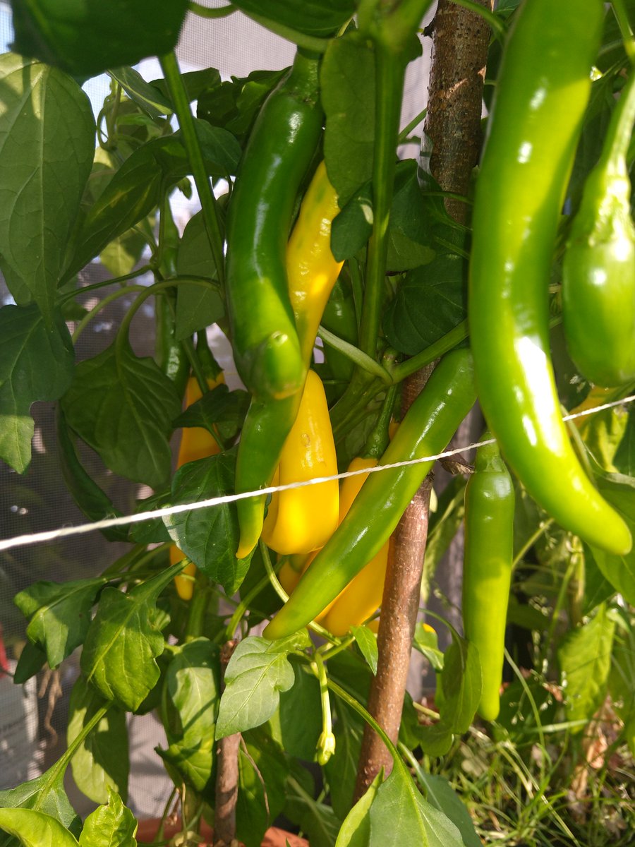 GeologistsCat's tweet photo. Today I have good news from the #Chili side of live. The first #chilis finally decided to change colorโฆ
Tasty ๐พ
Now we can look forward to the next season full of #Thaicuisin and a new #Curryadventure with @Geology_Tim
#Chilihead #Chiliheads #Habanero #CatsOfTwitter #Cayenne https://t.co/5KcNbmrYdb