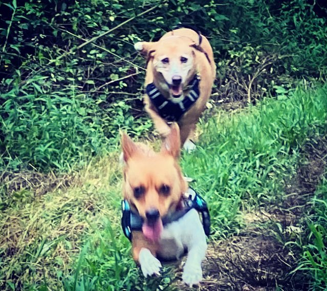 CecilyTynan's tweet photo. SEIZE EVERY DAY!!
If you’re always waiting for perfect weather, you’ll never me experience the joy of running in the rain. #muddypups #happydogs https://t.co/Nd8TqYsNla