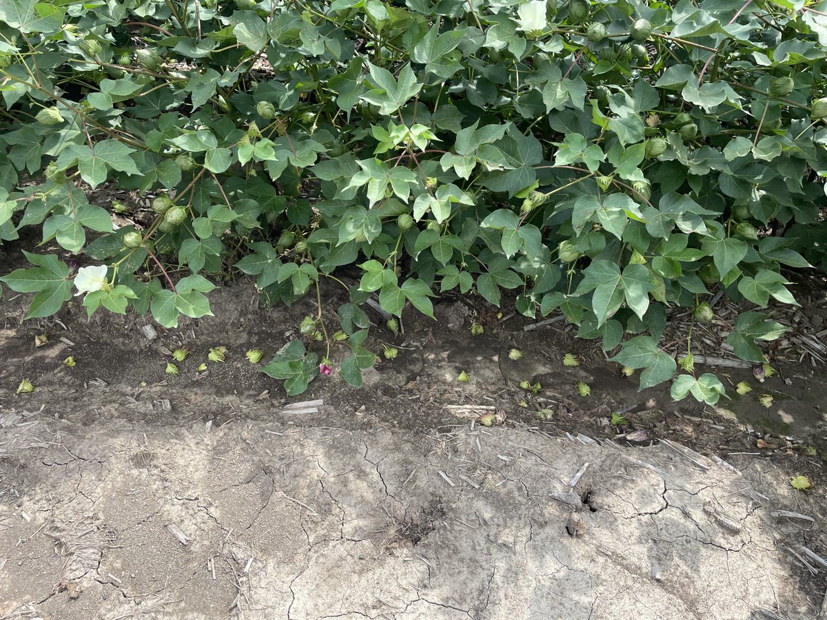 Past week of rain and cloudy weather. Big shed!