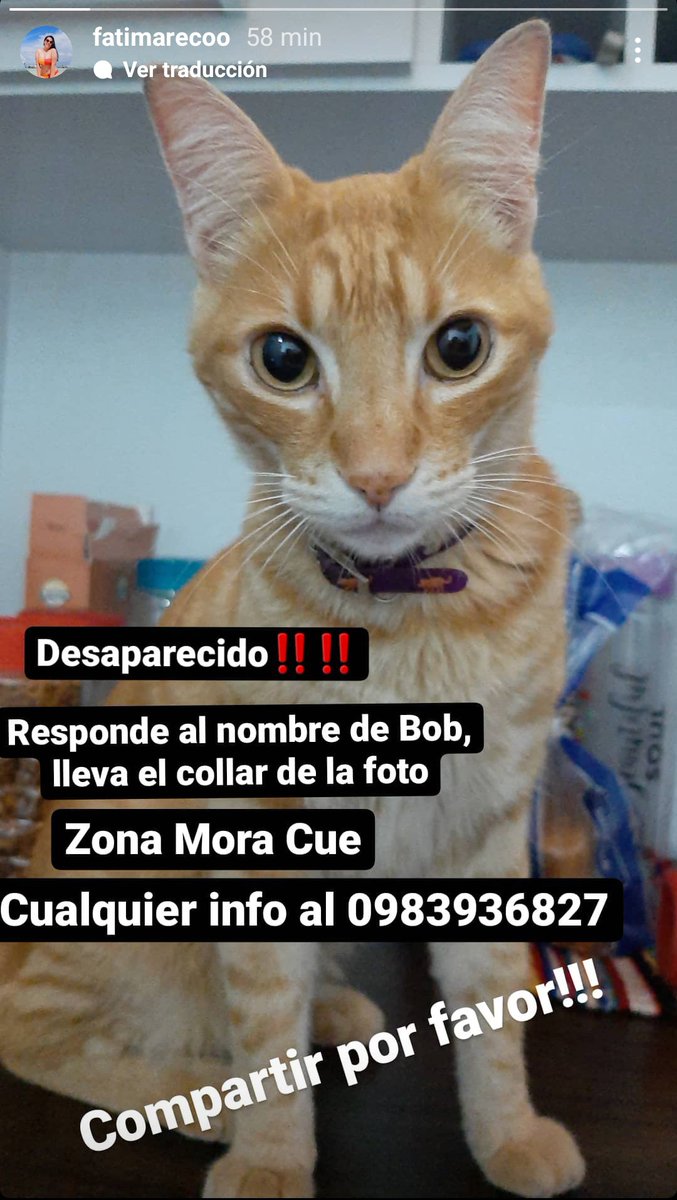 hellenolmedo30's tweet photo. Amigos ayúdenme a compartir porfa, el gatito de mi prima desapareció en luque, zona mora cué https://t.co/AlkiEp2K6s