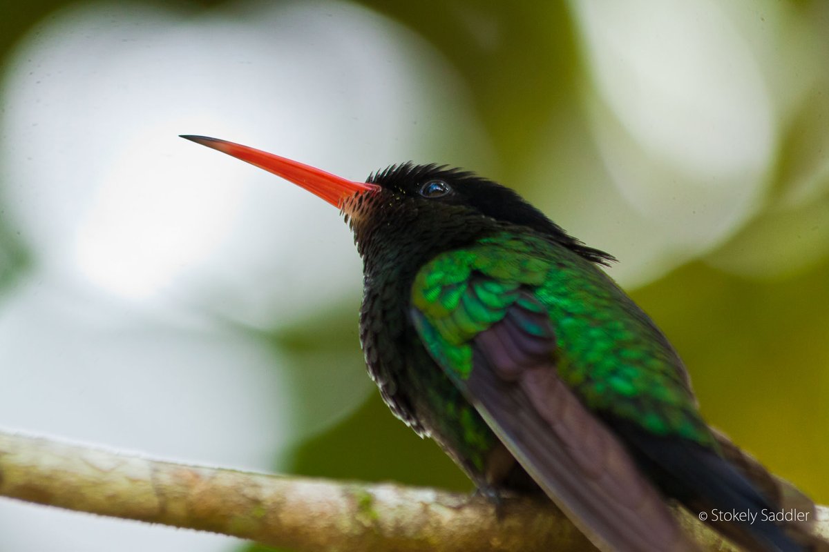 StokelySaddler's tweet photo. Let me grace your morning with the Red-billed Streamertail, locally called Doctor Bird. Enjoy!
Taken in Castleton Gardens, March 2016
#DoctorBird #Streamertail https://t.co/v6EZVzdxte