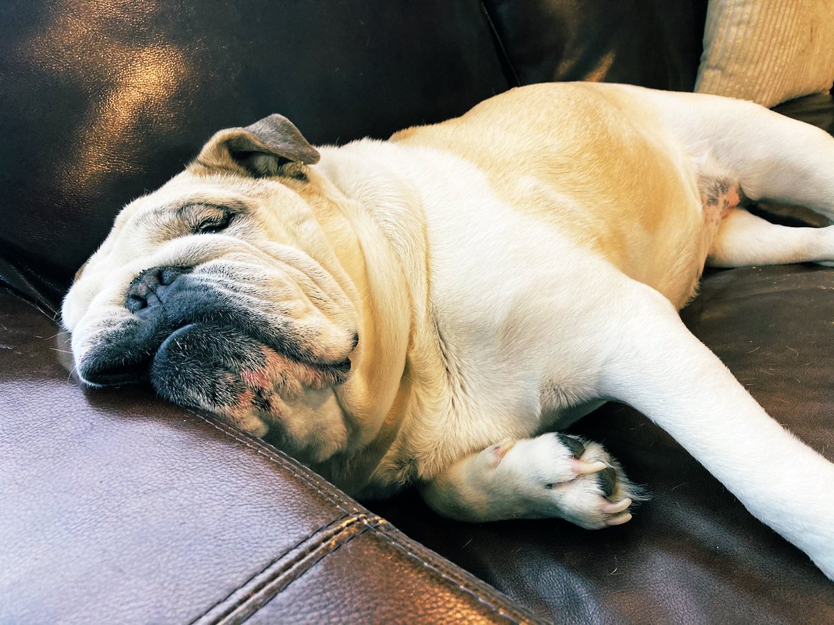 MissCamiFlage's tweet photo. How can you even resist this squish face? #bulldog #dogsoftwitter #squishface #sotired #lifeisruff https://t.co/wWUFcs8W4H