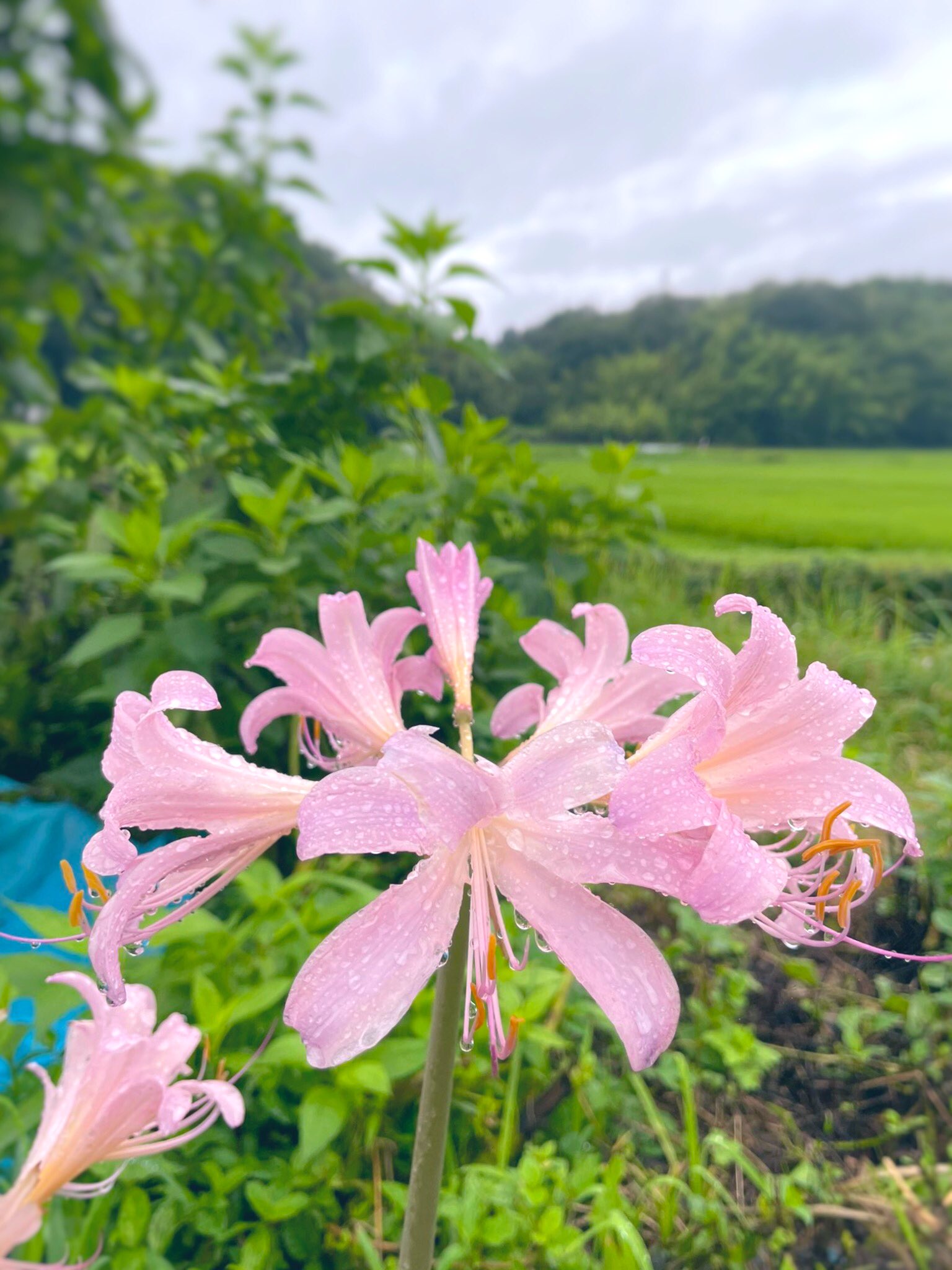 夏水仙 Twitter Search Twitter