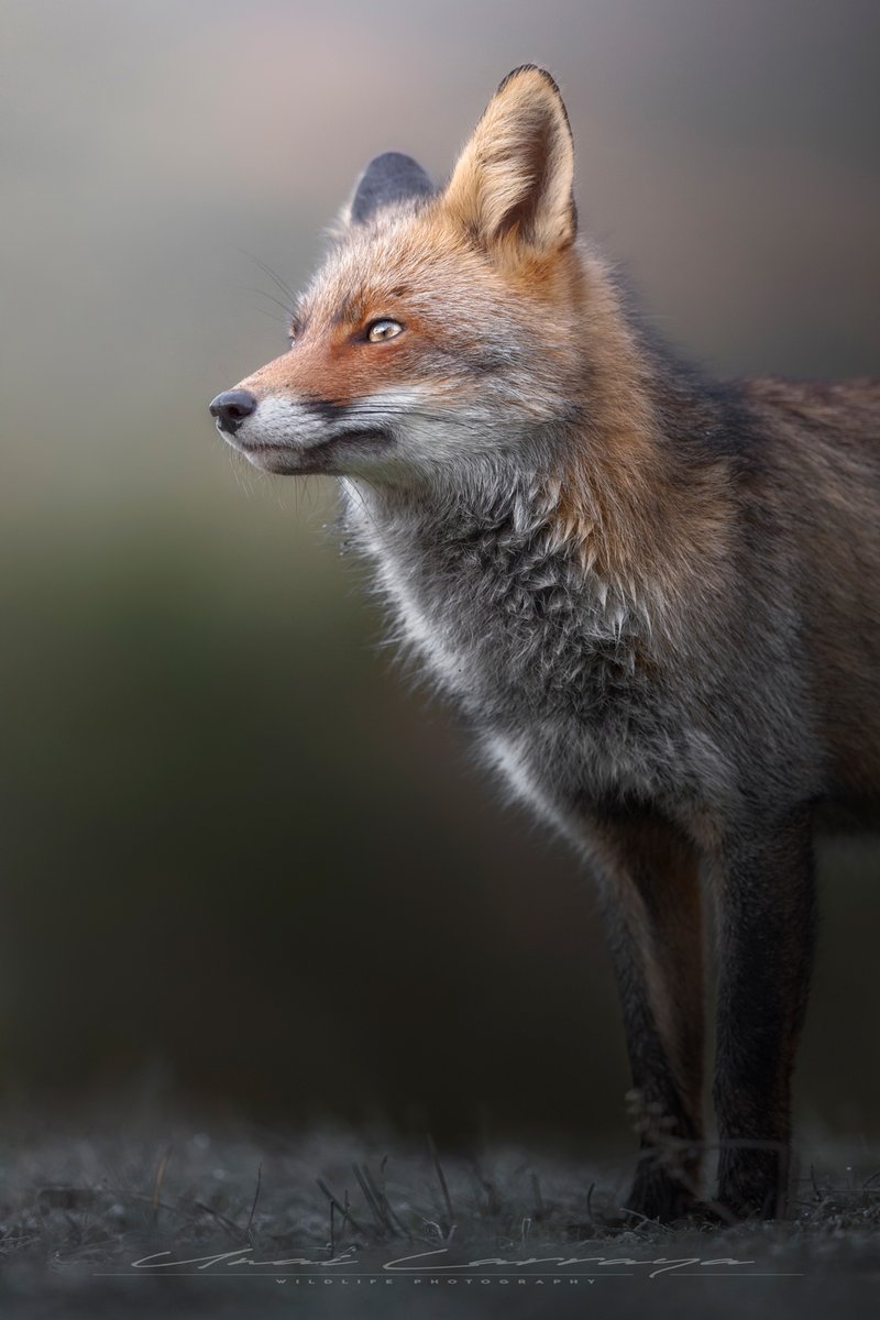 Just dropped two #NFT of two of the best moments of my life in which I have invested a lot of time and effort. Hope you like them

➡️Hope gap foundation.app/@unailarraya/h…
➡️Alone in the woods foundation.app/@unailarraya/a…

#NFTCommunity #NFTs #NFTcollection #NFTartists #nftart #nftcollector