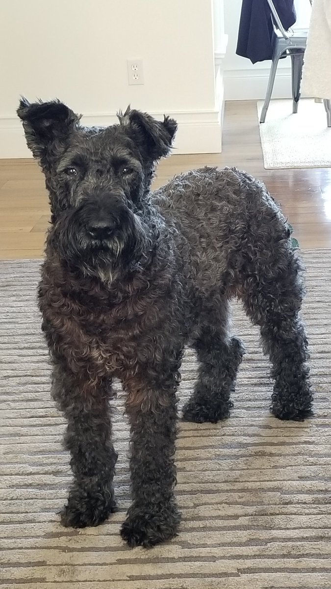 ginadibee's tweet photo. BellaStella #KerryBlueTerrier 💖
#RescueDogs #loyal #steadfast #fierceprotector #workingdog https://t.co/98Xchp1Br9