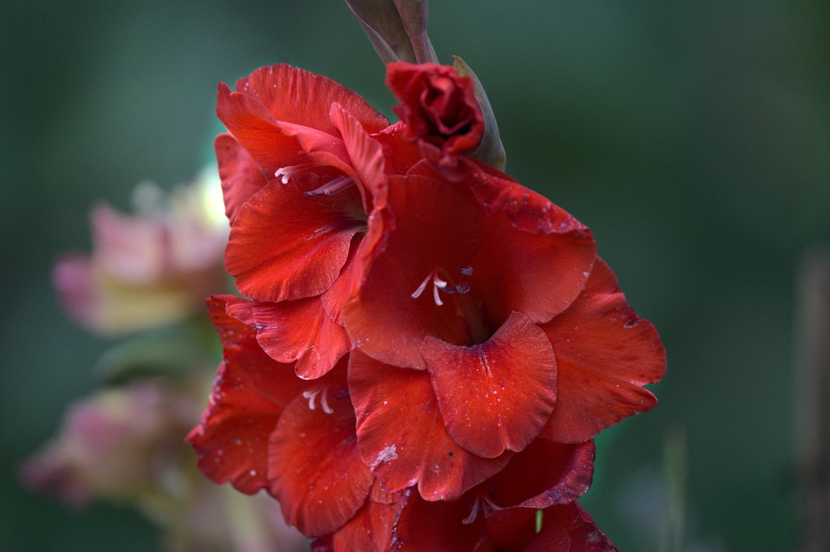 Martin Mere Continued Continued...
#birdphotography #birds #martinmere #ducks #wildlife #wildlifephotography #sony #nature #NaturePhotography #buttefly #flower #manchester