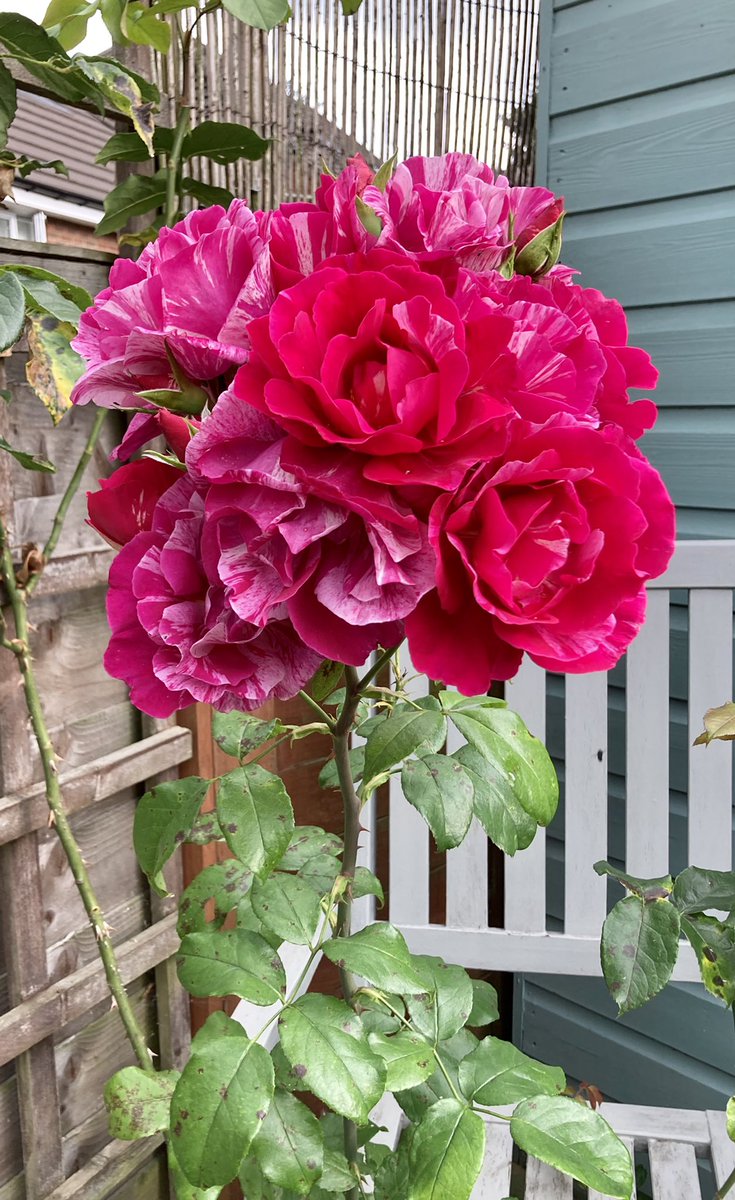 When nature decides that one stem on the rose bush is enough to be AMAZING
