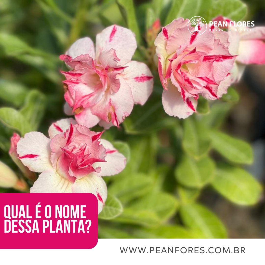 PeanFlores's tweet photo. Qual o ID desta Rosa do Deserto? 👀⠀
Quem acertar primeiro ganhará 10 sementes de Arabicum! 😍⠀
⠀
VALENDO! 🍀⠀

RESPONDA NOS COMENTÁRIOS DO INSTAGRAM PARA PARTICIPAR https://t.co/ZUCZtYt0wp