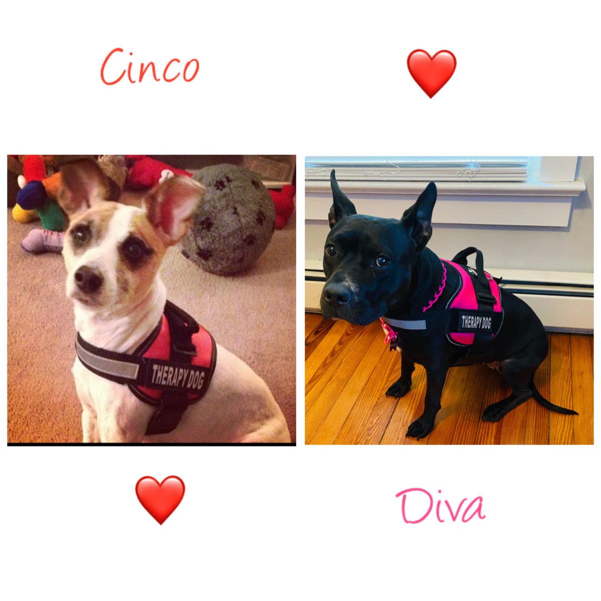 cinco_jackson's tweet image. Prayers and doggy love to you Mako. Get well soon ❤️🐶🐕‍🦺 Cinco and Diva Jackson #dogstrong #doglove #dogsupportdog #family