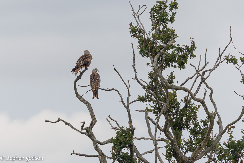 from this afternoon at Marston @lincssnapper @lincsbirders redkites